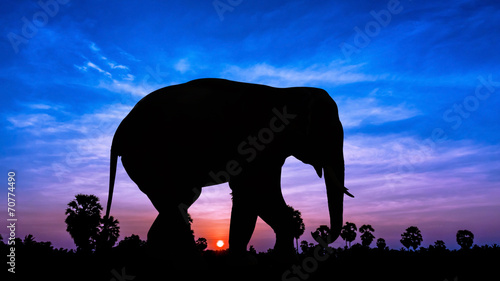 Elephant andpPalm tree on twilight time
