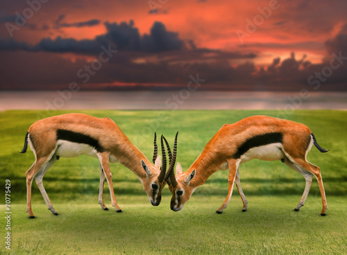 two male thomson's gazelle fighting by horn in green grass field photo