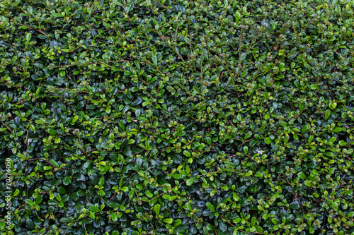 Full frame hedge background