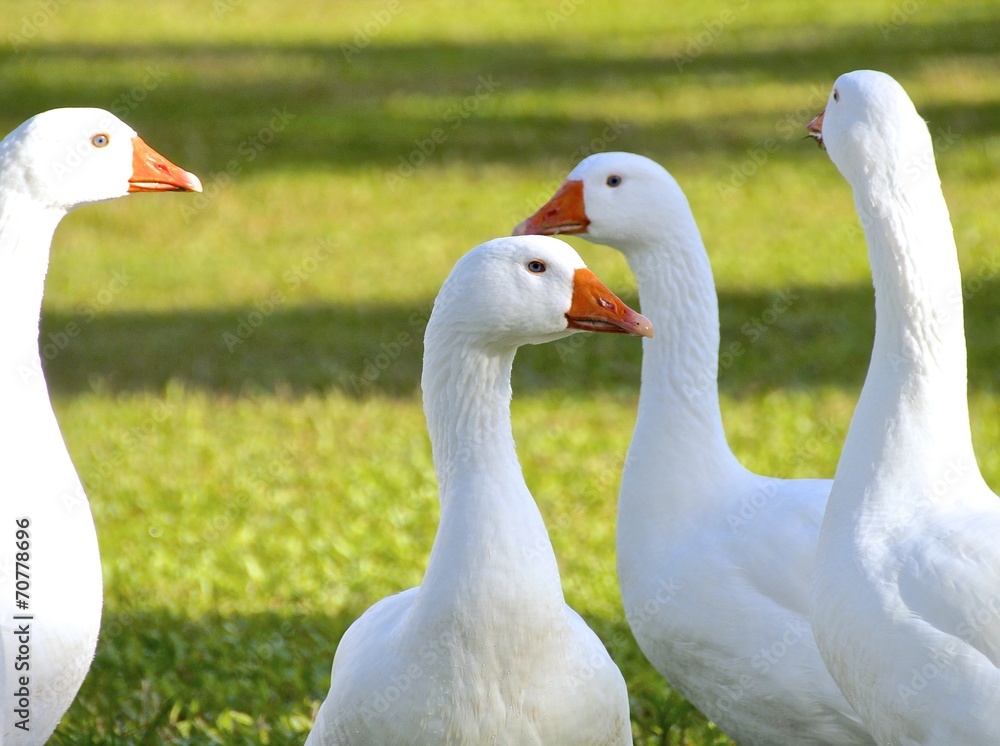 Flock of white geese closeup on grass Flock of white geese closeup on grass