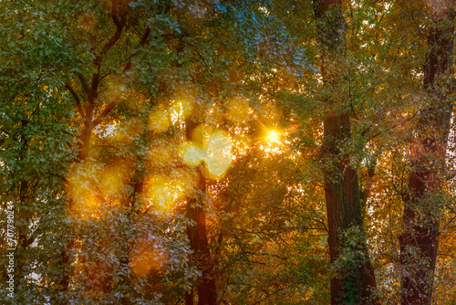 A warm sun illuminates the forest through the tree branches in autumn © Maxal Tamor