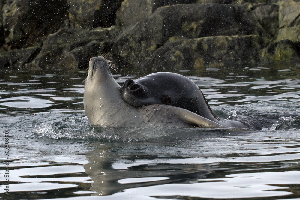 Fototapeta premium large sea leopard seal who grabbed the neck of a young crabeater