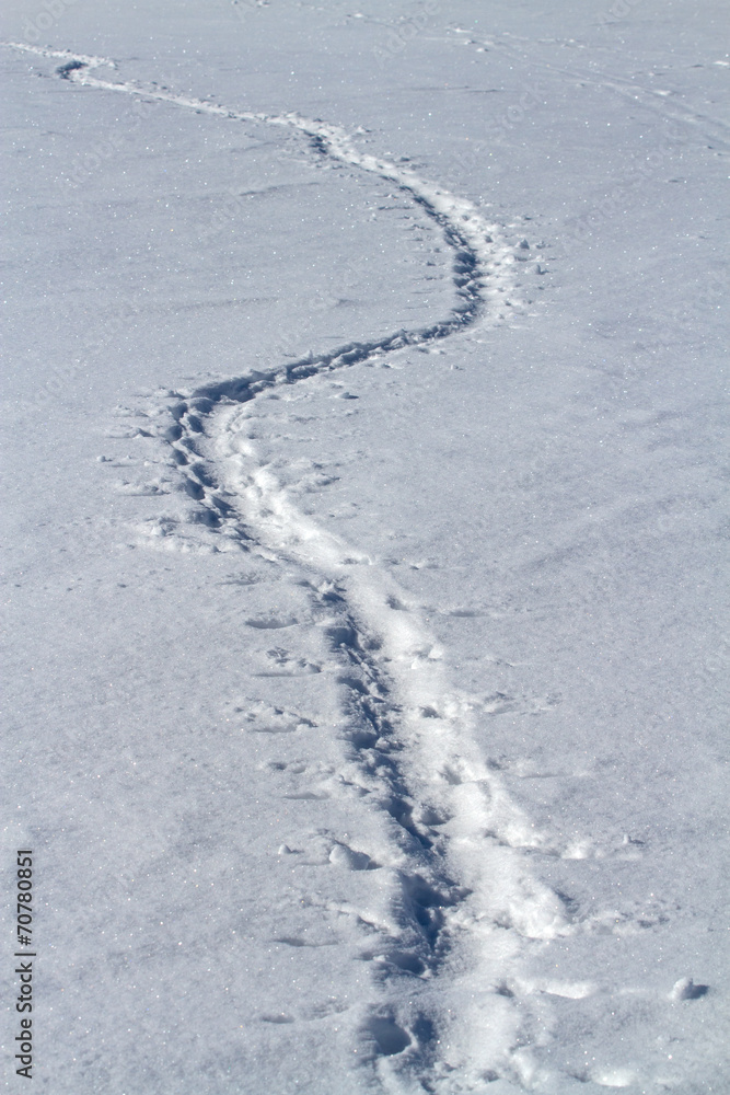 traces of Adelie penguins who crawled on his belly in the snow w traces of Adelie penguins who crawled on his belly in the snow w