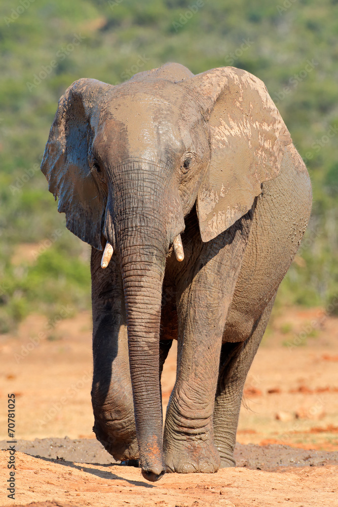 Obraz premium Mud covered African elephant