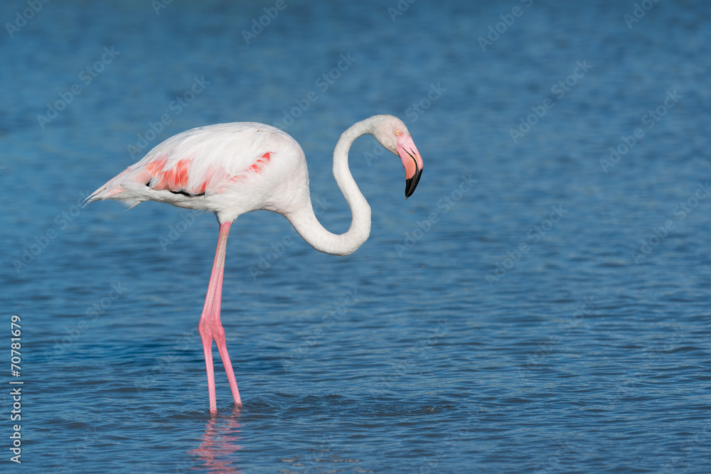 Obraz premium Rosaflamingo, Greater flamingo, Phoenicopterus roseus