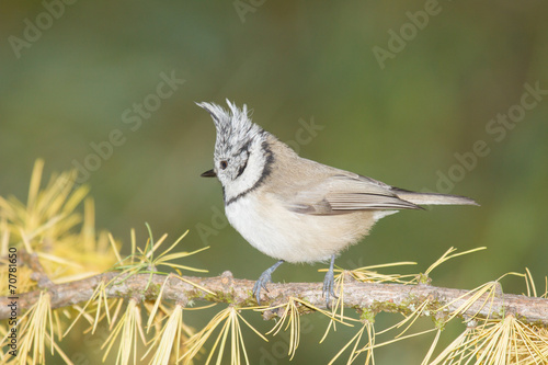 beautiful specimen of crested tit recovery in its natural enviro © marco7r7