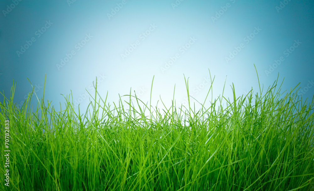 Spring green grass Spring green grass