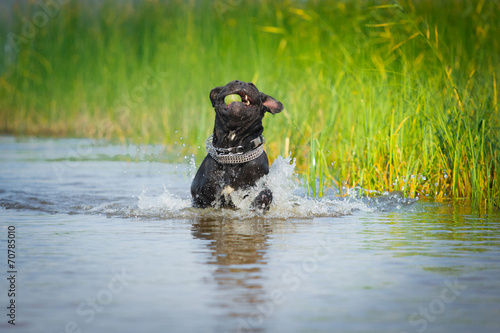 Cane Corso dog in nature