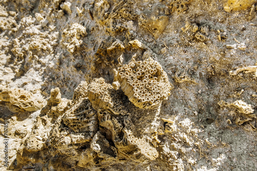 Rock made of shells in the National Park of Ras Mohammed