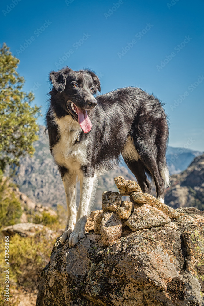 Fototapeta premium Border collie dog on rocky outcrop in Corsica