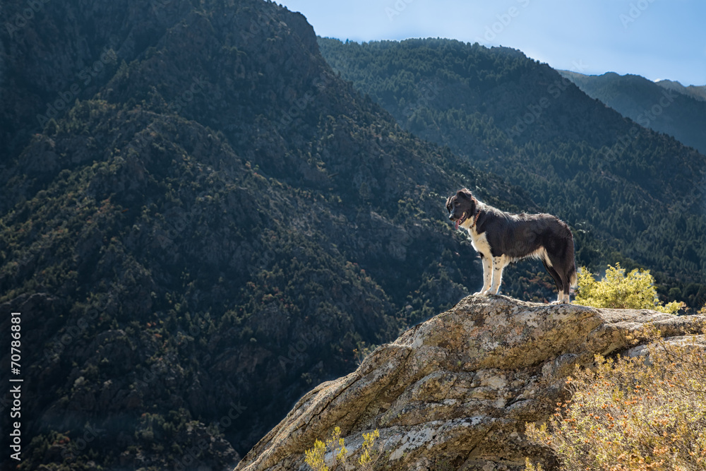 Border collie dog on rocky outcrop in Corsica