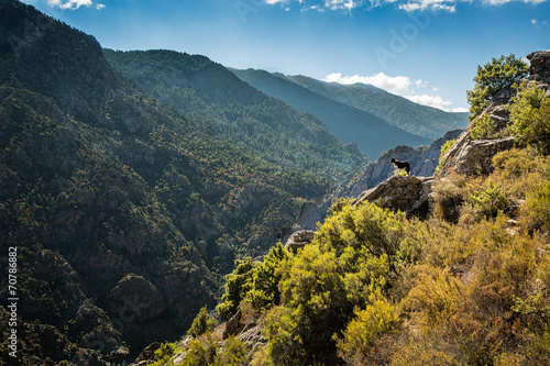 Border collie dog on rocky outcrop in Corsica