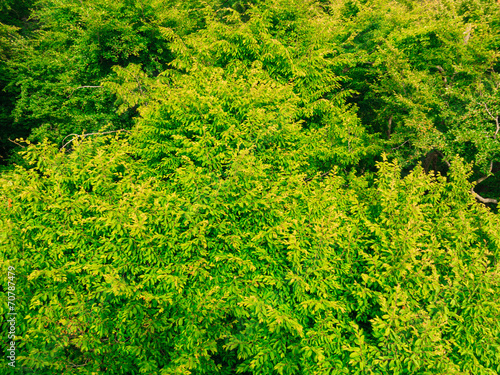closeup of green leaves tree outdoor. Nature background.