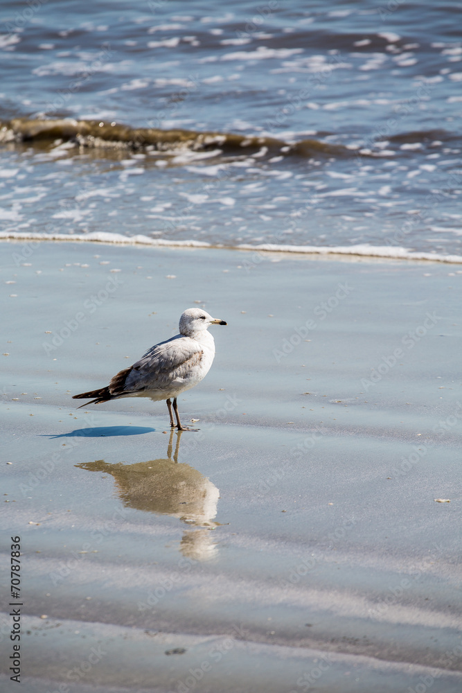 Seagull in Water on Beach with Reflection Seagull in Water on Beach with Reflection