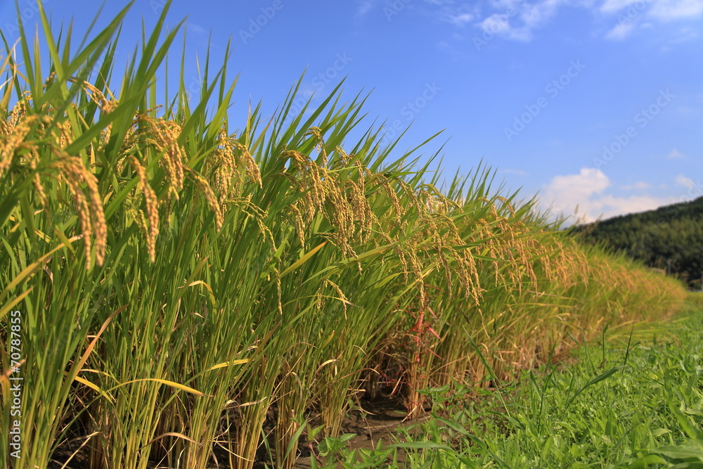 Fototapeta premium 豊作の水田と青空