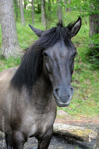 Dziki koń - Tarpan 10 © jaworex