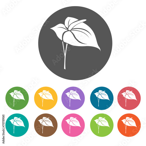 Anthurium icon. Flower icon set. Round  colourful 12 buttons. Ve