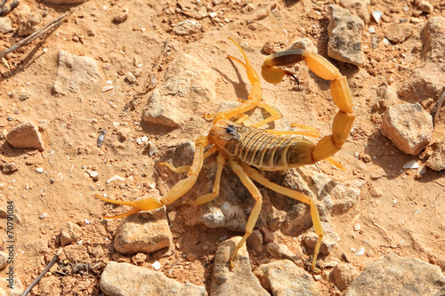 Yellow scorpion