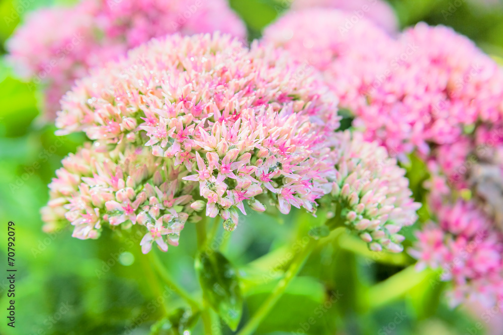 Showy stonecrop flowers with drops of water