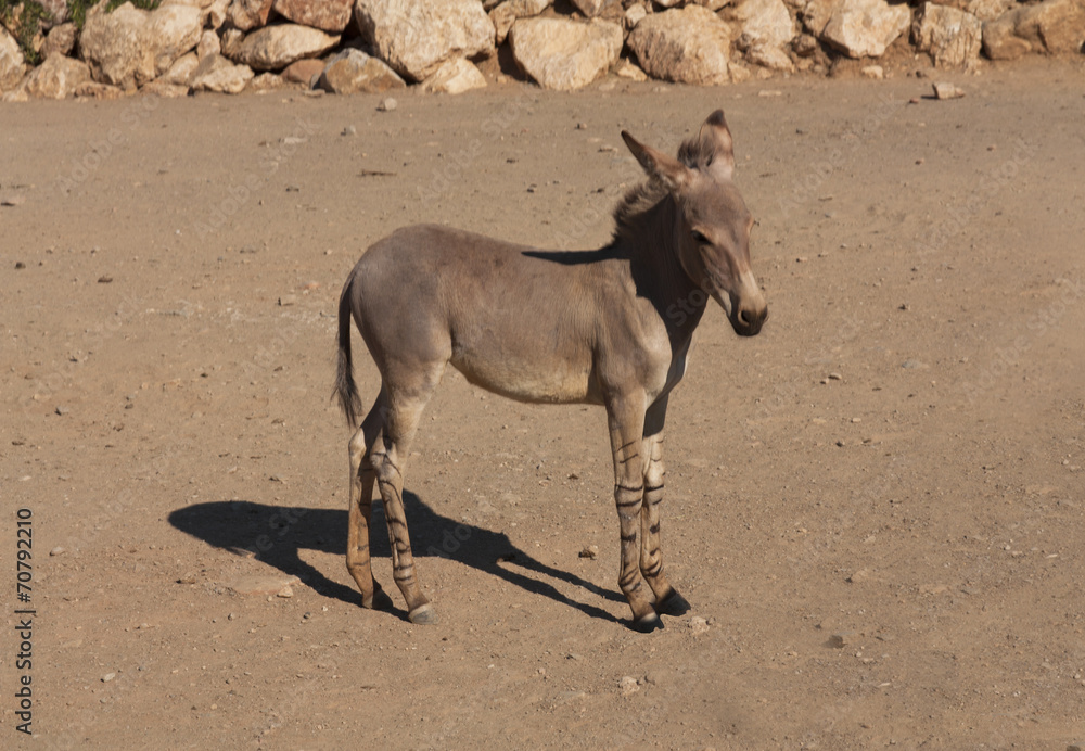 Full body of zonkey between a donkey and a zebra, photo Full body of zonkey between a donkey and a zebra, photo