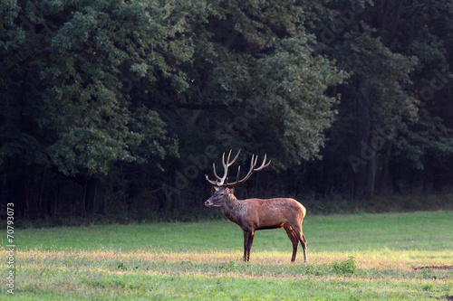 red deer © Orosz György Photogr