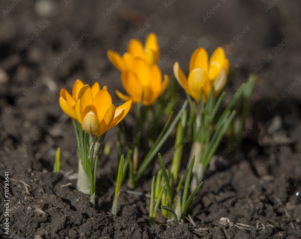 Obraz premium yellow crocuses