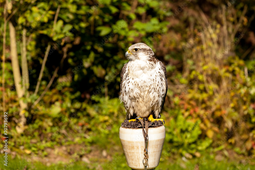 Obraz premium Greifvogel