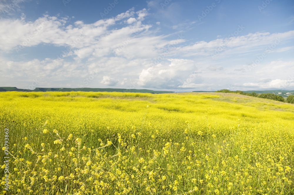 Meadow of rape.