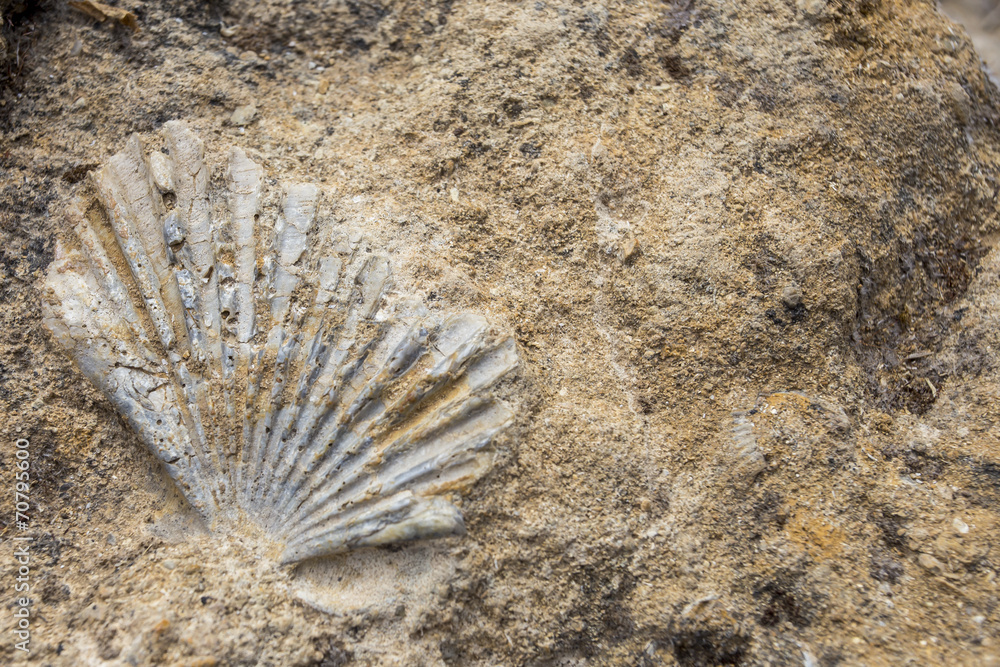 Conchiglia fossile
