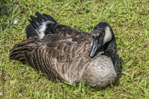 Canadian Goose Resting