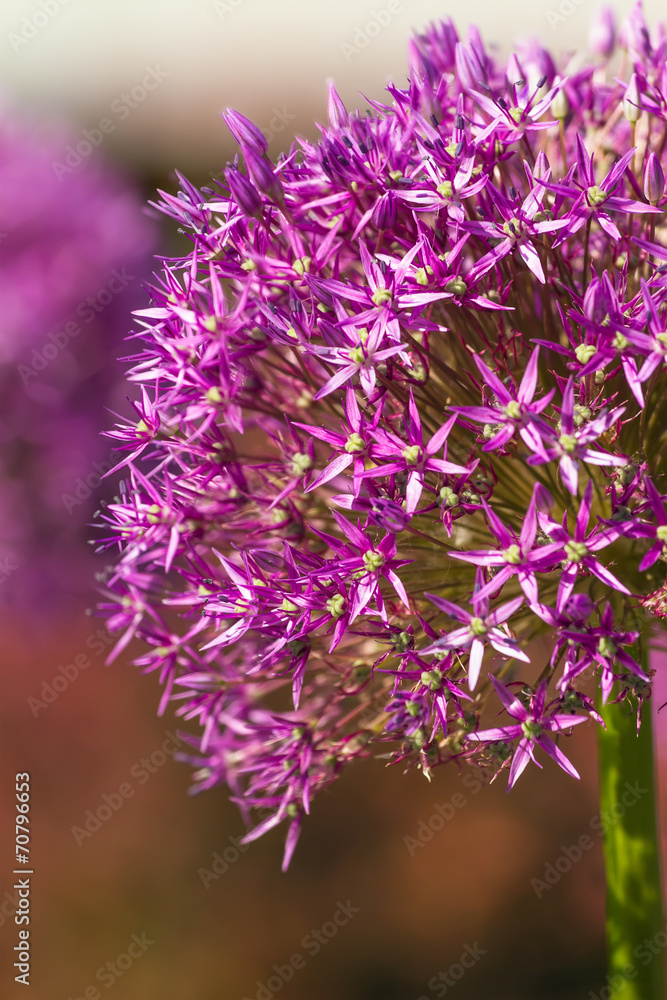 Violet flower