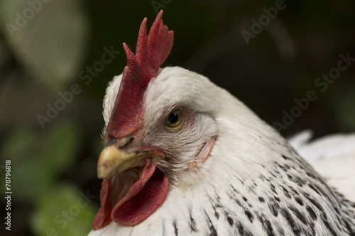 White chicken closeup © Mellimage