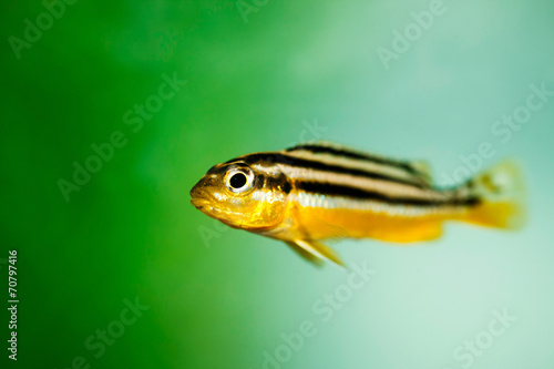 Fish in the aquarium.