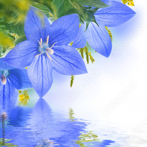 Fototapeta Naklejka Na Ścianę i Meble -  Bouquet of bells and butterfly, floral background