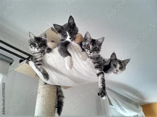 Fototapeta Schlaf Platz?