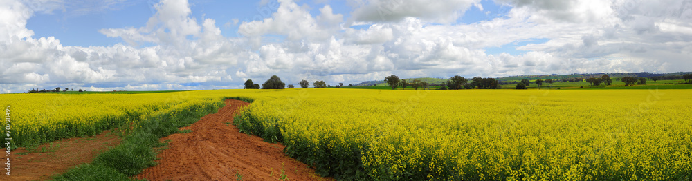 Canola Fields Canola Fields