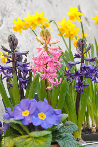 fleurs printanières