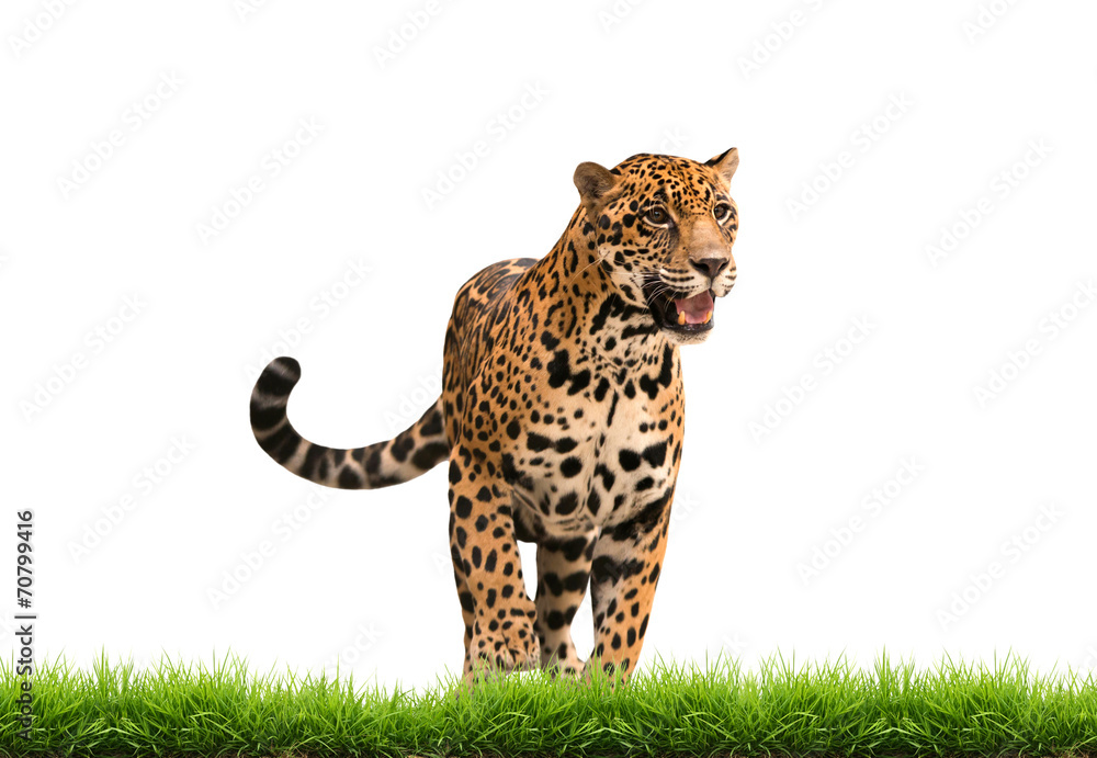 Obraz premium jaguar ( panthera onca ) with green grass isolated