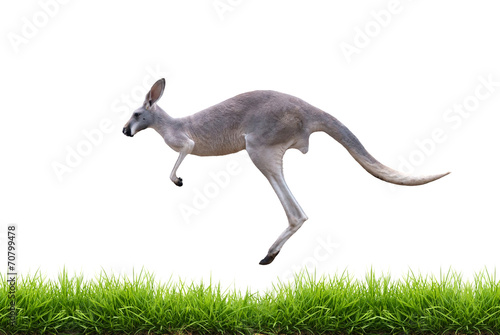 grey kangaroo jump on green grass isolated