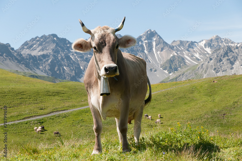 Vache laitière suisse sur fond de montagne avec sa cloche