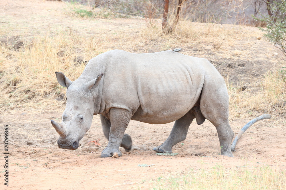 Obraz premium White Rhinoceros