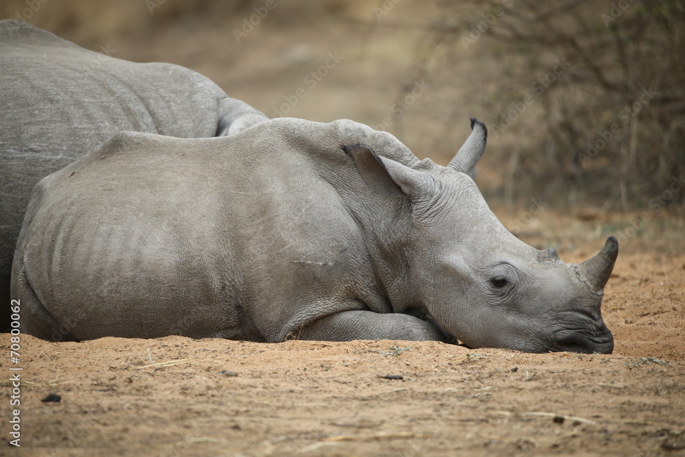 Obraz premium White Rhinoceros