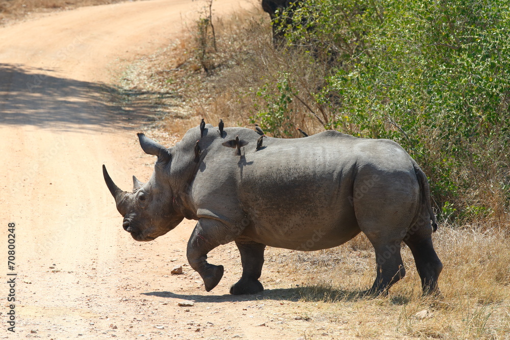 Obraz premium White Rhinoceros
