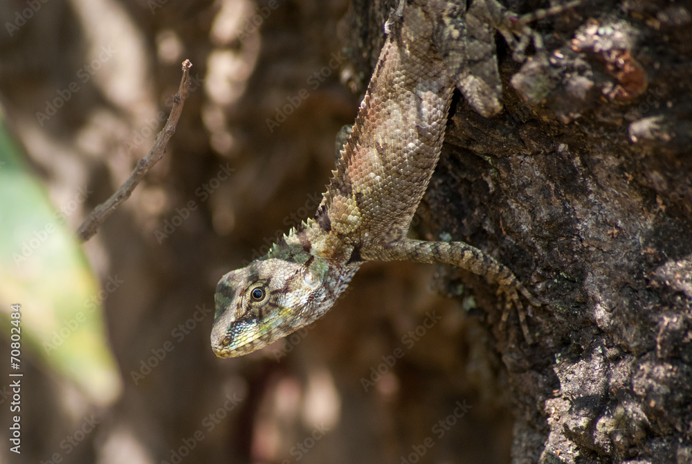 Obraz premium An lizard on cut tree.