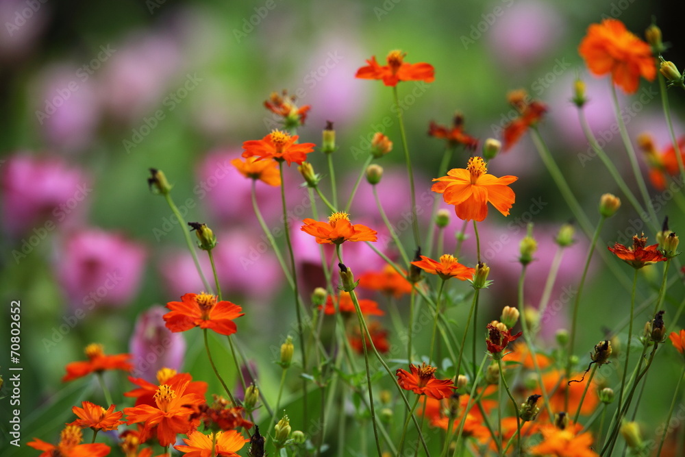 Naklejka premium Flower garden