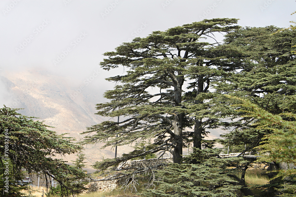 Obraz premium Cedar Forest of Lebanon