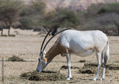 Adult sahara scimitar Oryx (Oryx leucoryx)