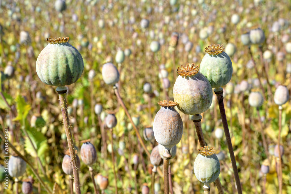 Poppy heads in field Poppy heads in field