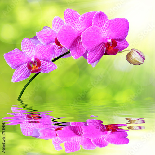 Fototapeta Naklejka Na Ścianę i Meble -  purple orchid reflected on rippled water surface