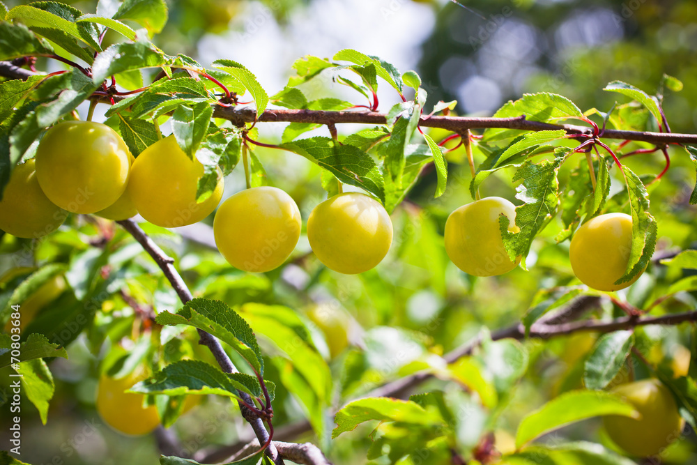 Ripe yellow plum tree branches Ripe yellow plum tree branches
